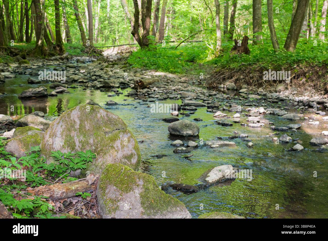 shallow creek in the forest. green park outdoors with foliage trees on the shore in spring. nature environment with roots and stone in the water. land Stock Photo