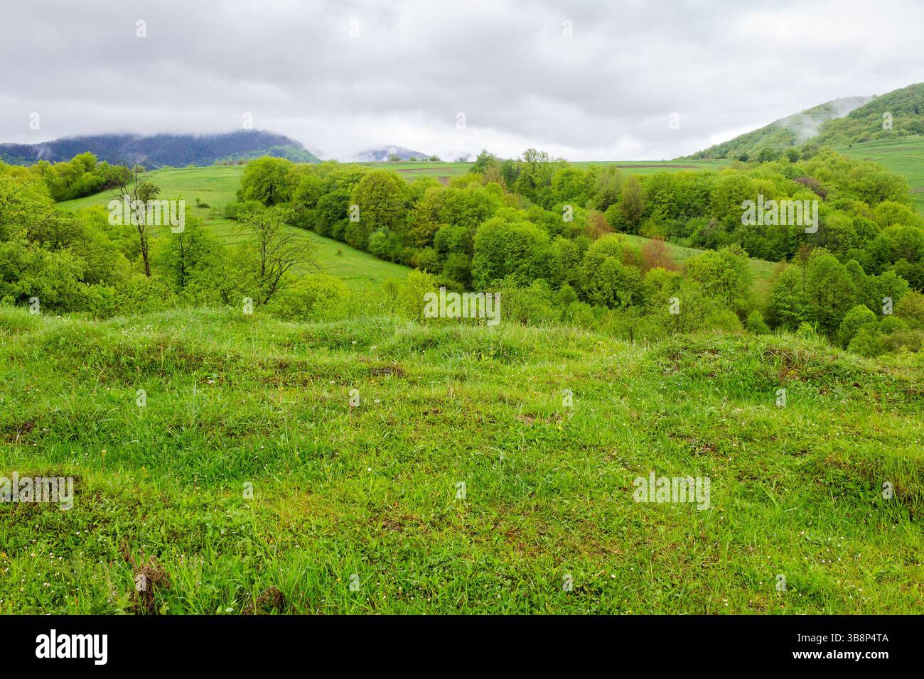 pasture on hill in rural landscape in spring. rolling countryside. scenic nature scenery with green grass and foliage on a rainy day. clouds on the sk Stock Photo