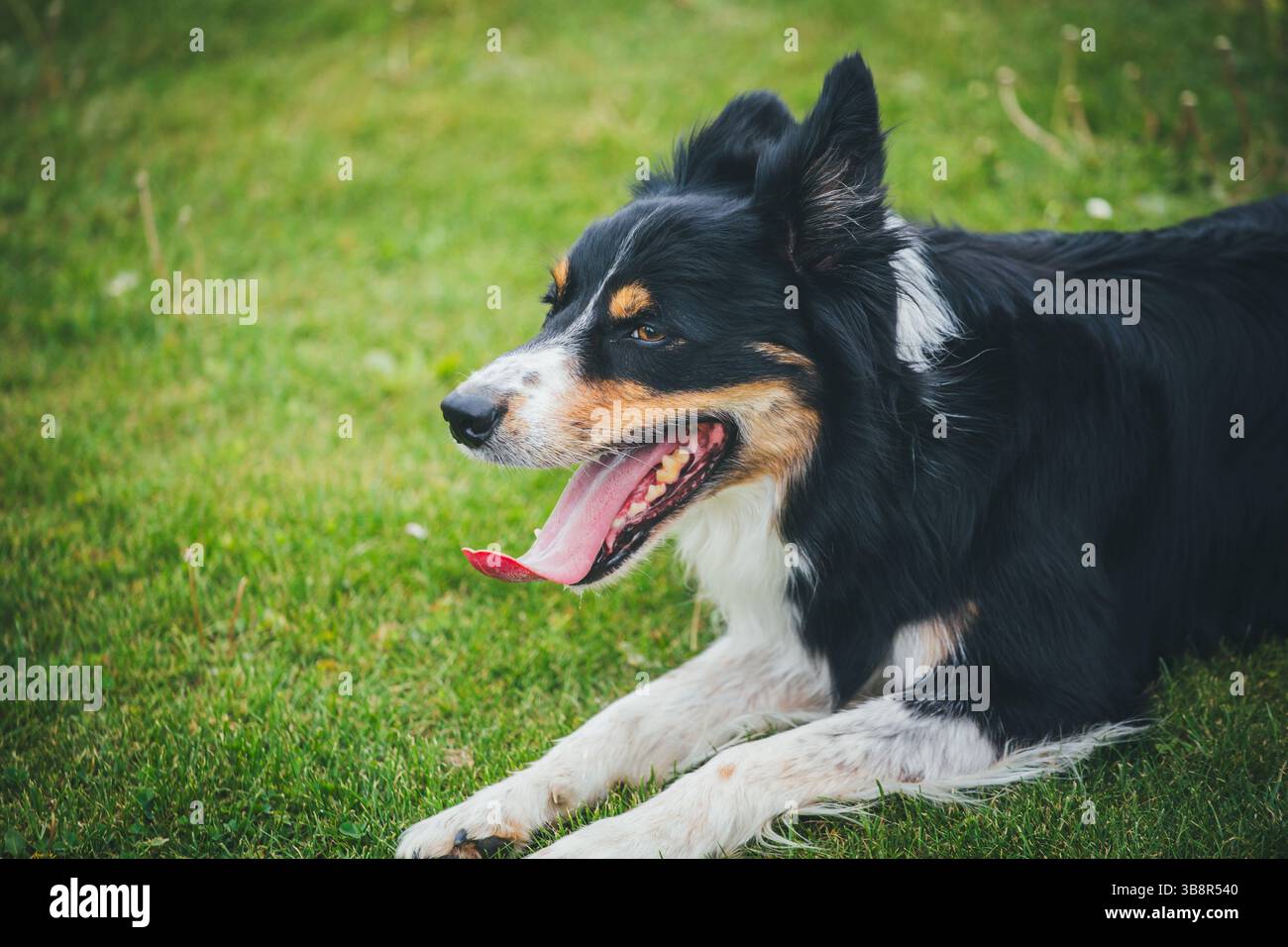 Border Collie Stock Photo