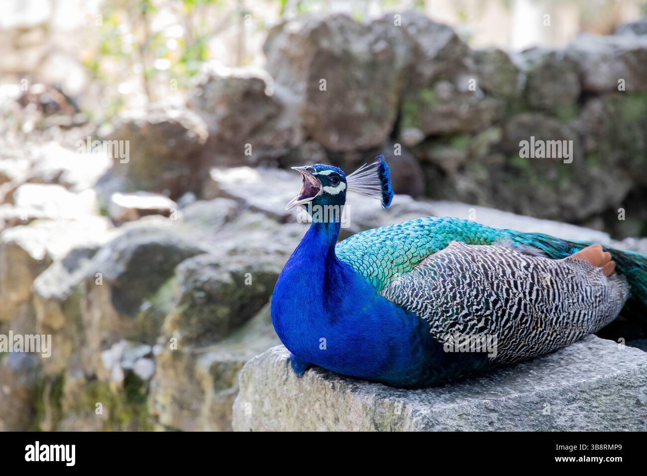 Peacock screaming Stock Photo