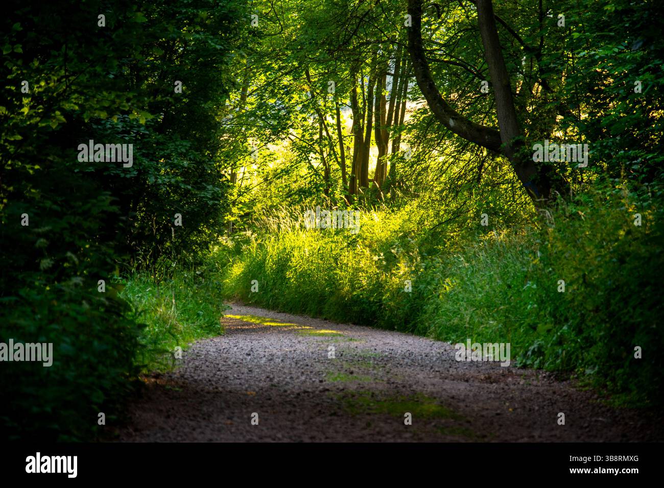 Sunlit forest path in lush green woodland Stock Photo - Alamy