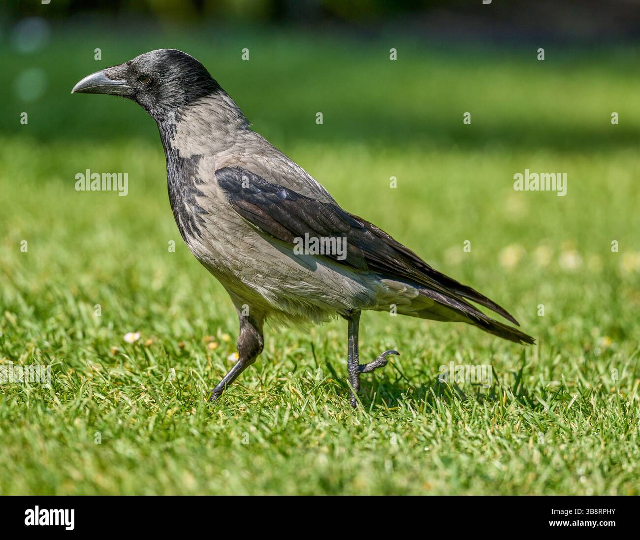 cARRION CROW cORVUS CORONE CORNIX Stock Photo