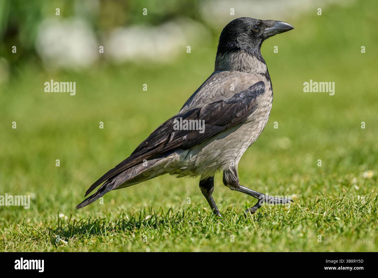 cARRION CROW cORVUS CORONE CORNIX Stock Photo