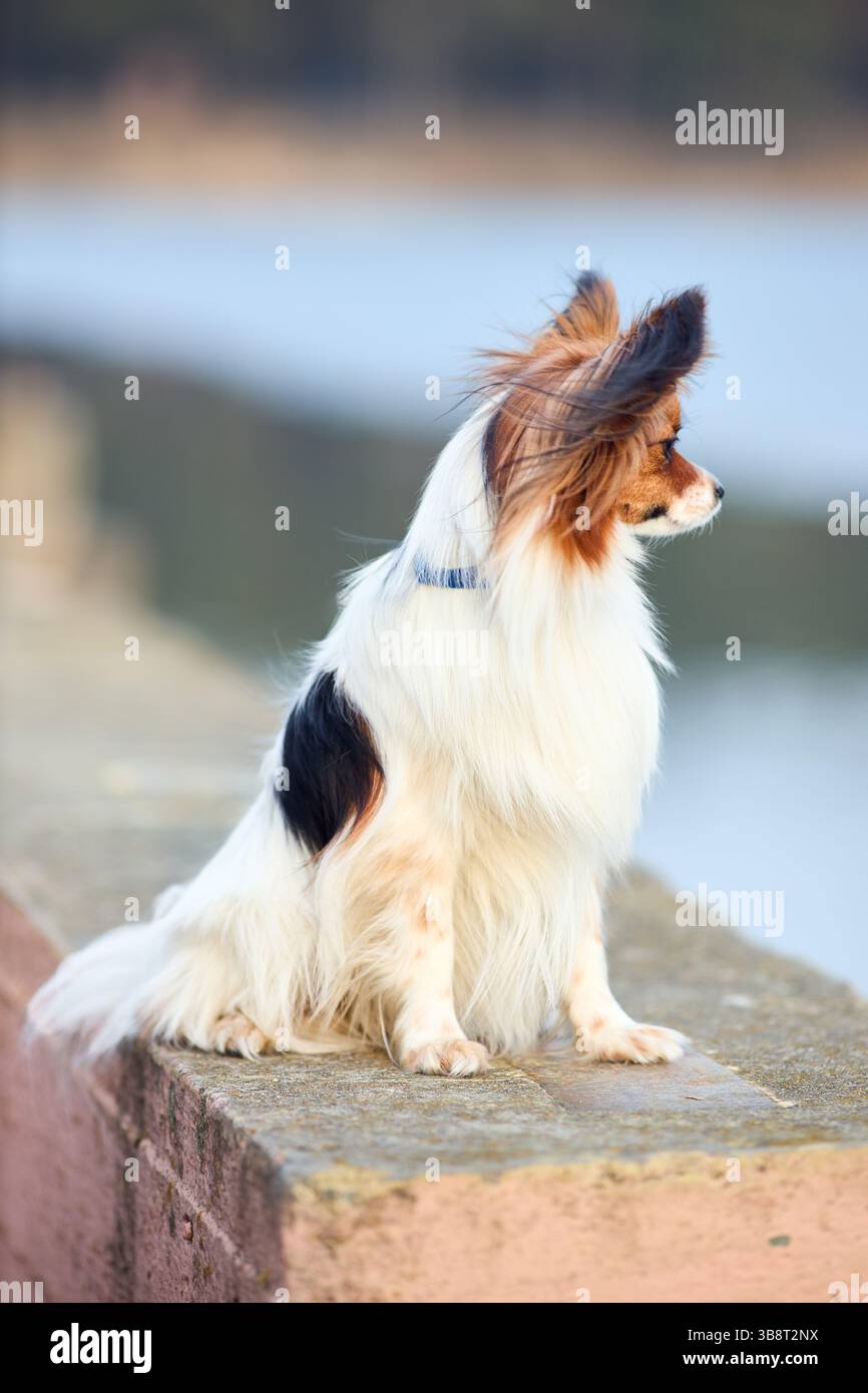 Papillon Preannodato Retreez In Microfibra Quadri Classici – Larghezza 12,7 Cm, Cinturino Regolabile Fino A 48,3 Cm, Unisex, Lavaggio A Secco - 3