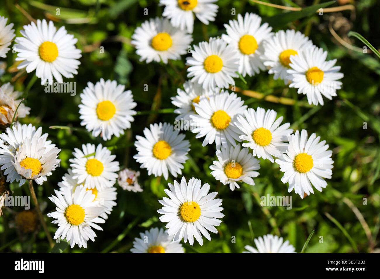 Field of White Wildflowers in Spring Bloom Stock Photo - Alamy