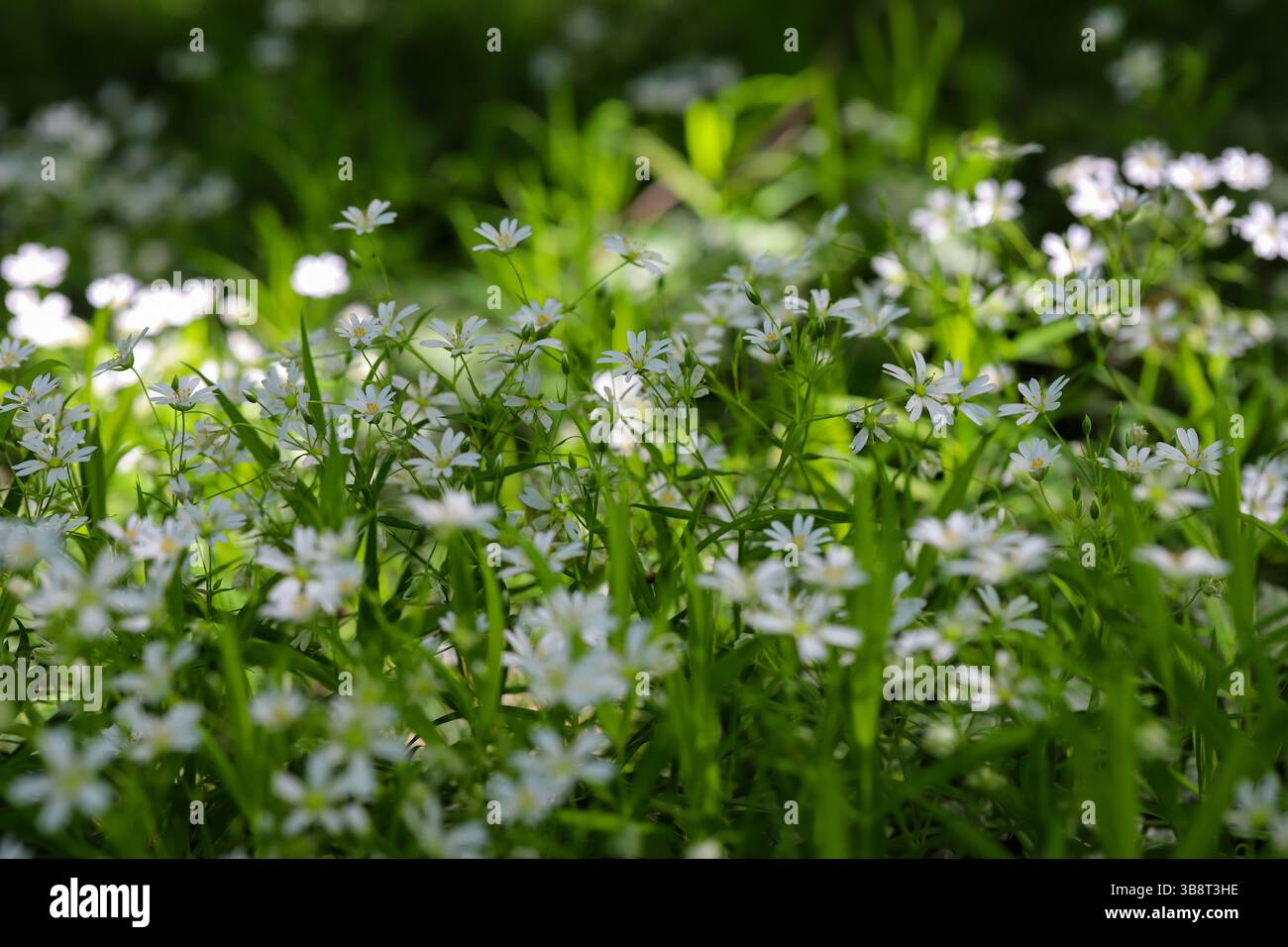Field of White Wildflowers in Spring Bloom Stock Photo - Alamy