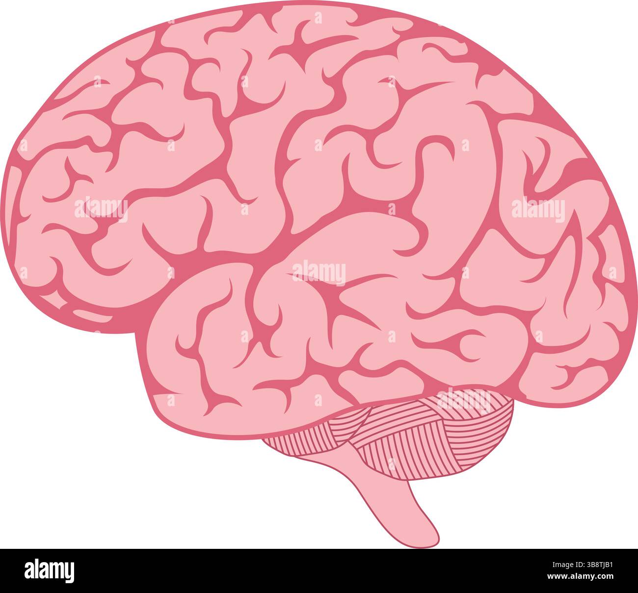 Human Brain Anatomy Design Vector Illustration Stock Vector