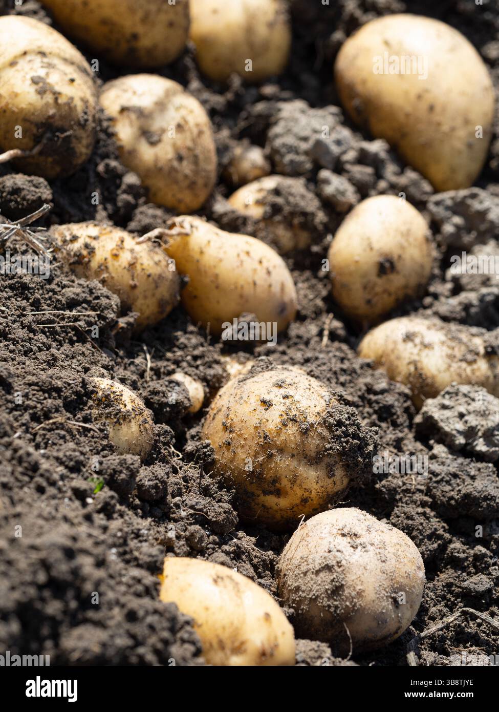Pile of newly harvested potatoes - Solanum tuberosum on field ...
