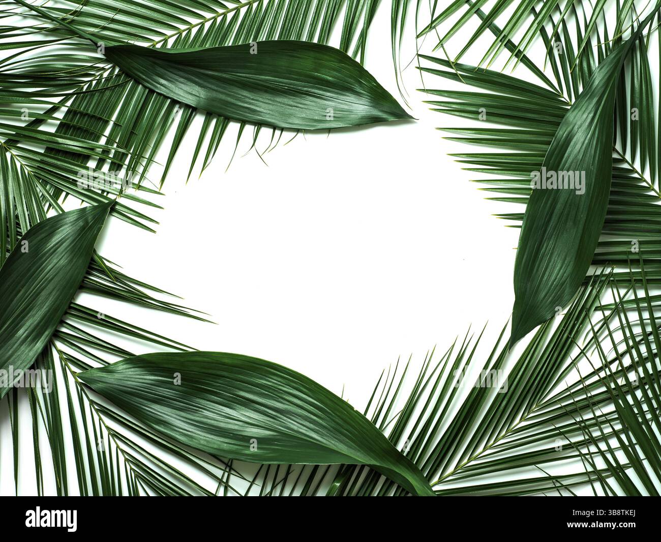 Palm leaves isolated on white background. Tropical leaves top view or flat lay. Tropical background, copy space in center for text or design. Tropical Stock Photo