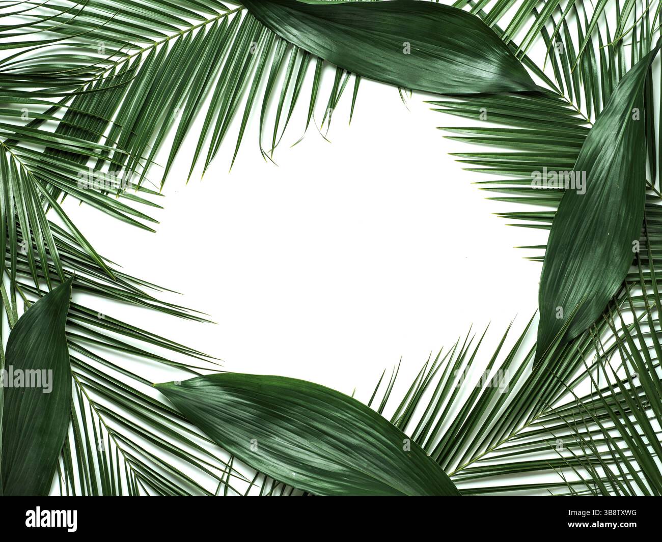 Palm leaves isolated on white background. Tropical leaves top view or flat lay. Tropical background, copy space in center for text or design. Tropical Stock Photo