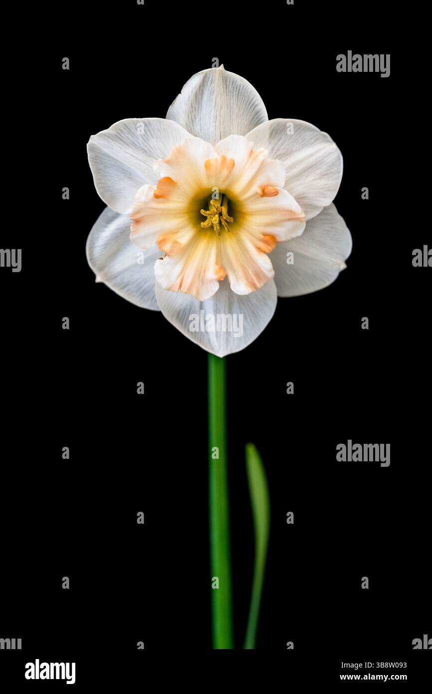 Daffodil on black background Stock Photo
