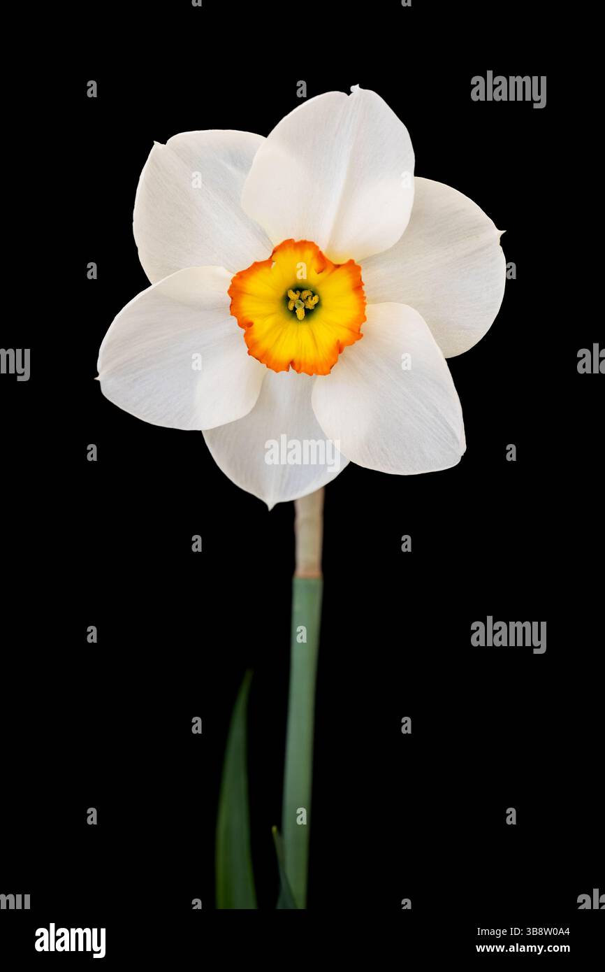 Daffodil on black background Stock Photo