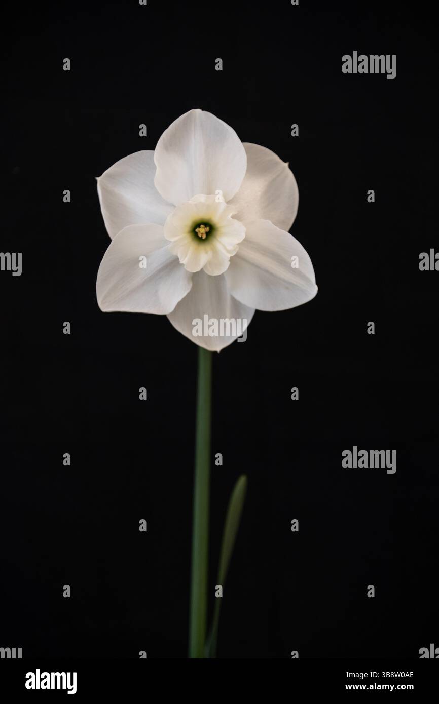 White Daffodil on black background Stock Photo