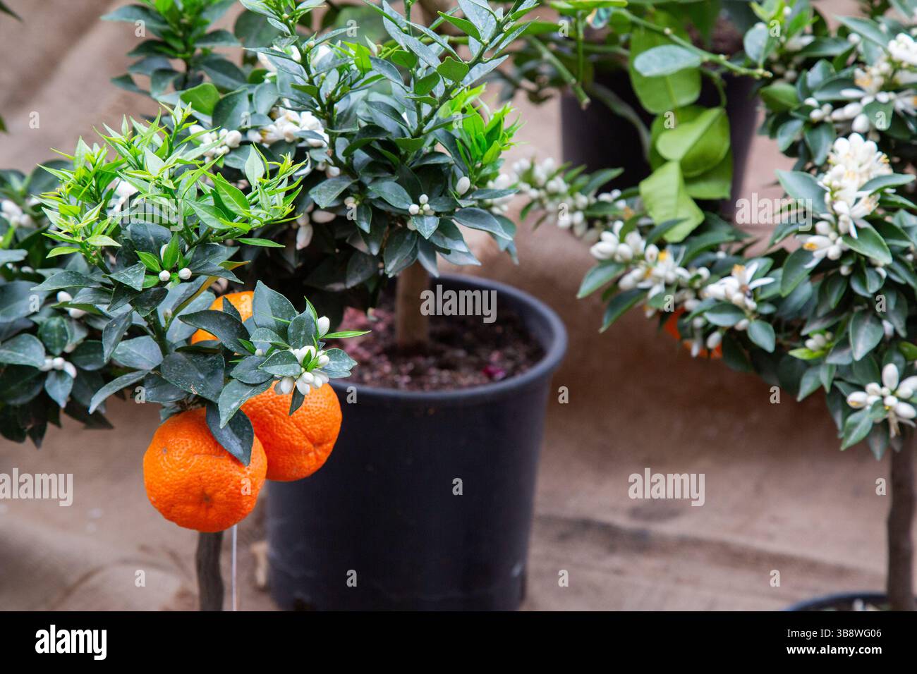Potted plants display hi-res stock photography and images - Alamy