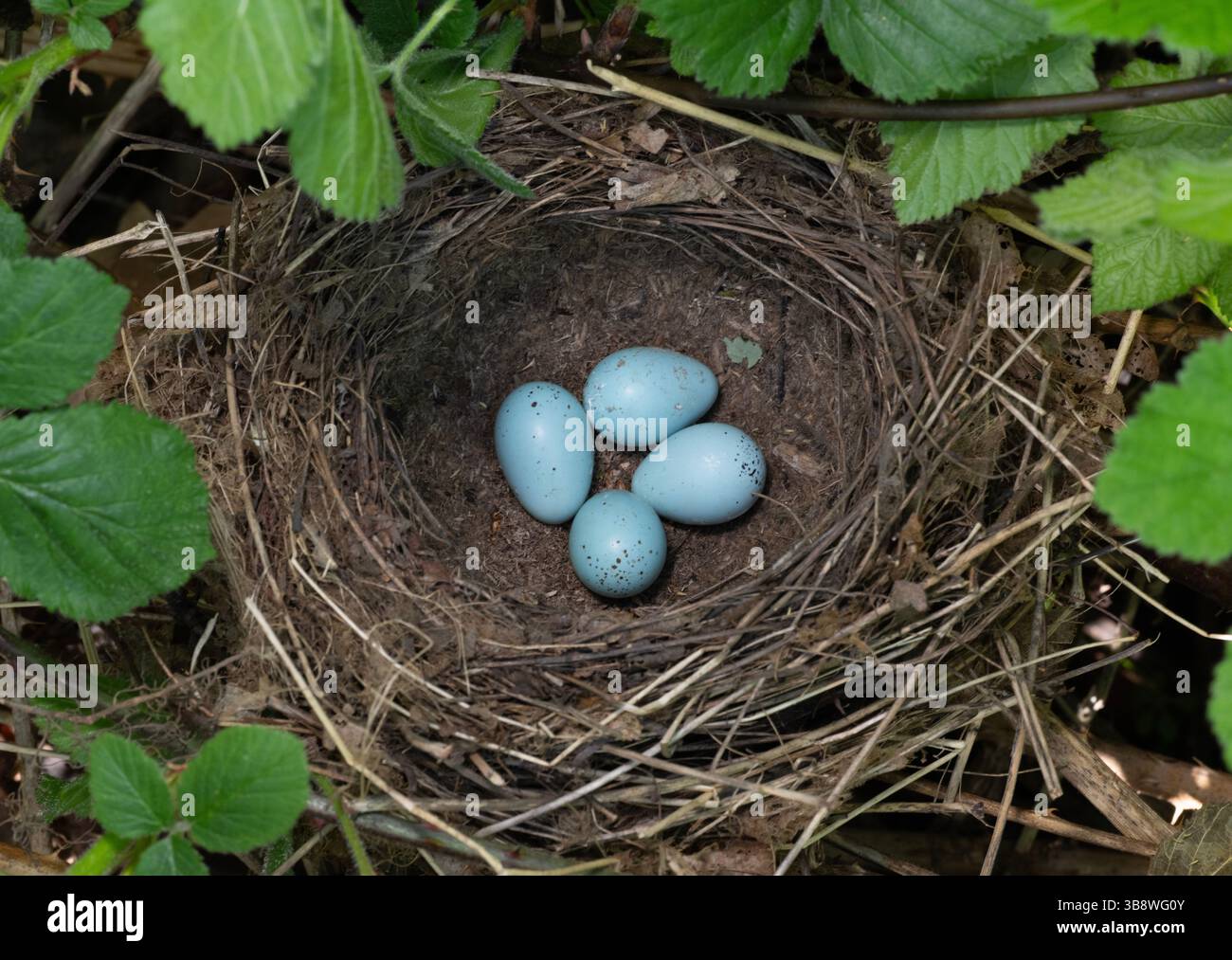 Song Thrush Nest With Four Blue Eggs Turdus Philomelos Queen s Park 