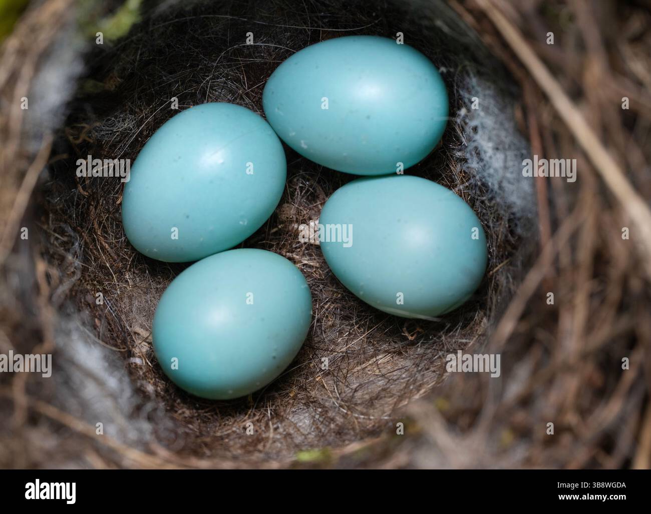 Dunnock, Prunella modularis, nest with four blue eggs, Queen's Park, London, United Kingdom Stock Photo