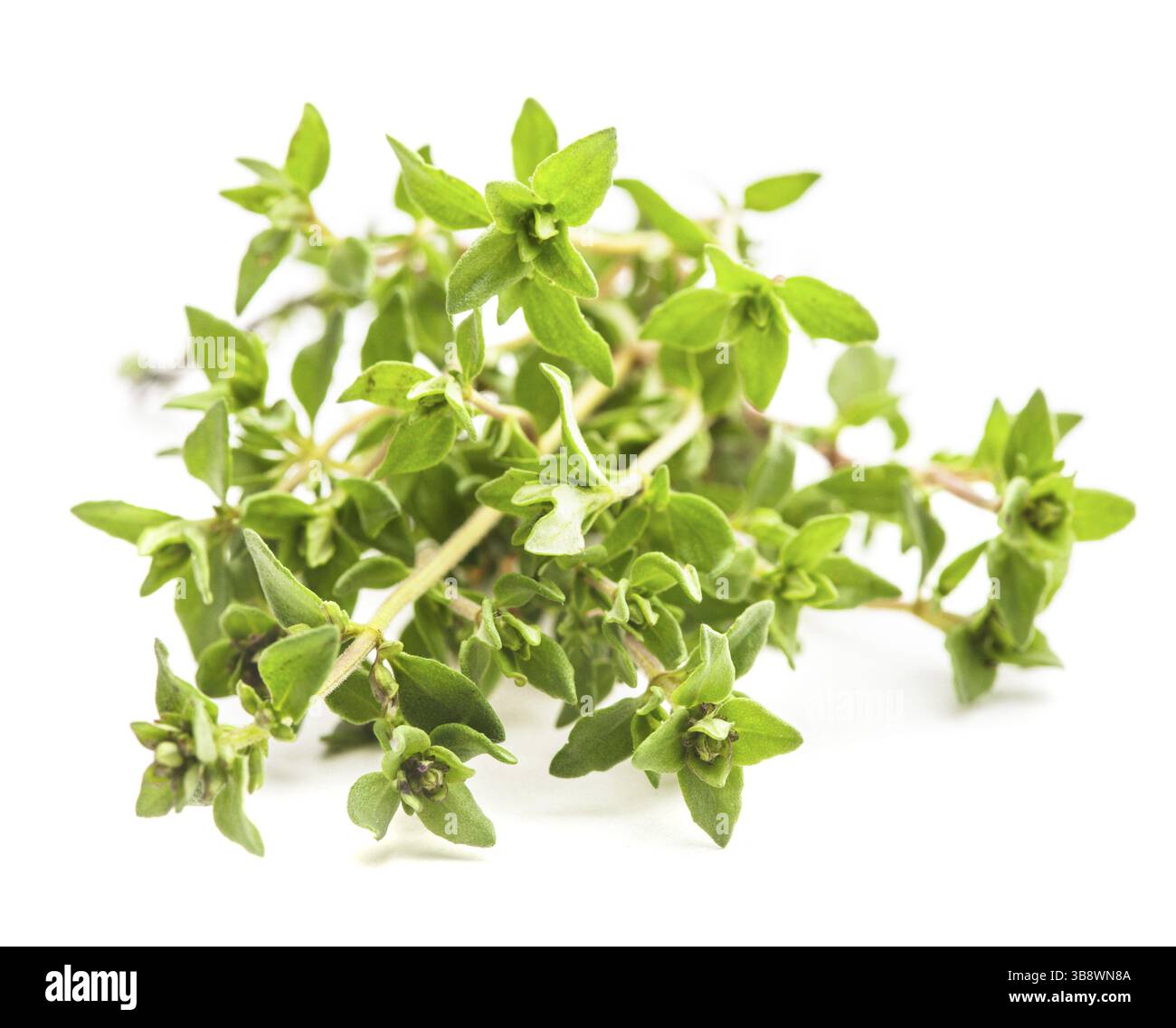 Thyme isolated on the white background close up Stock Photo