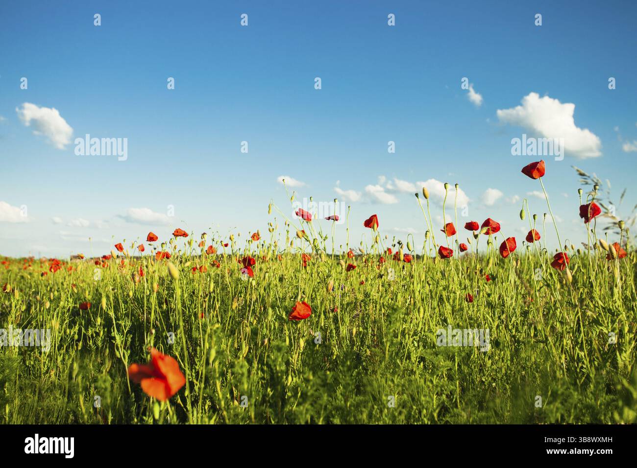 Poppies flowers blue sky clouds hi-res stock photography and images - Alamy