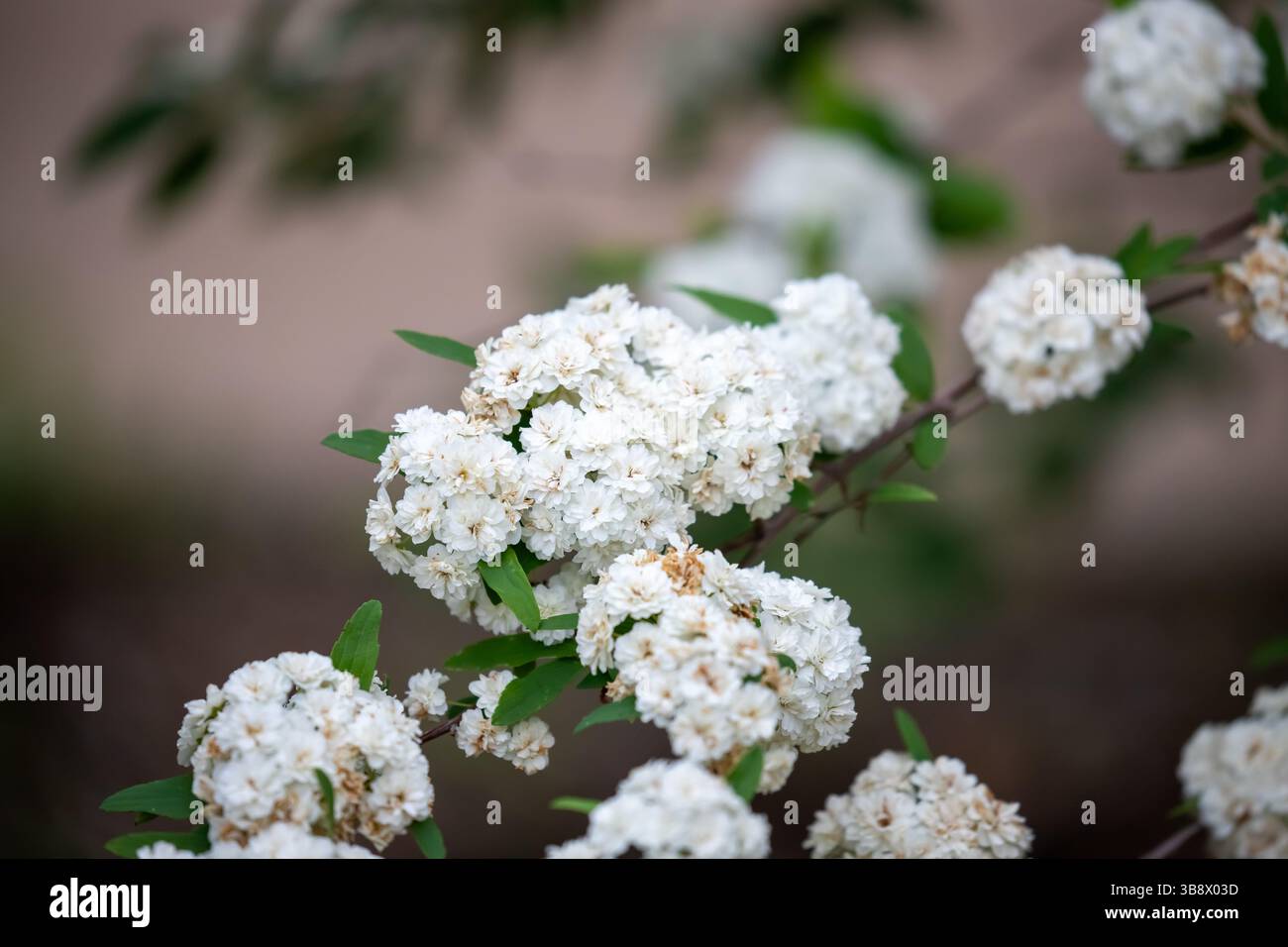 Reeves spirea hi-res stock photography and images - Alamy