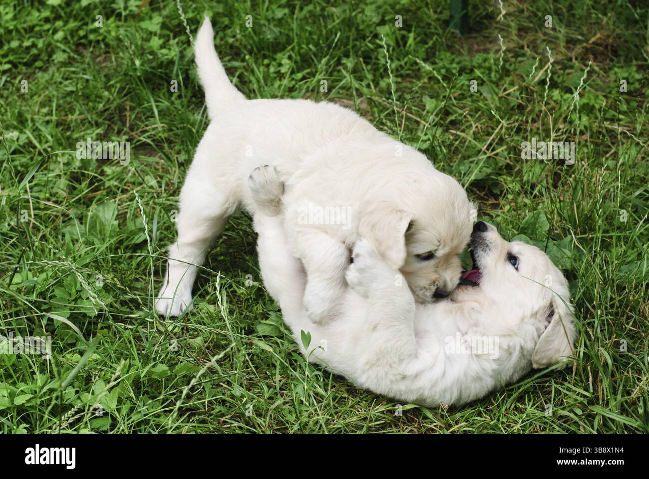 Golden retriever's puppies are playing in the grass Stock Photo - Alamy