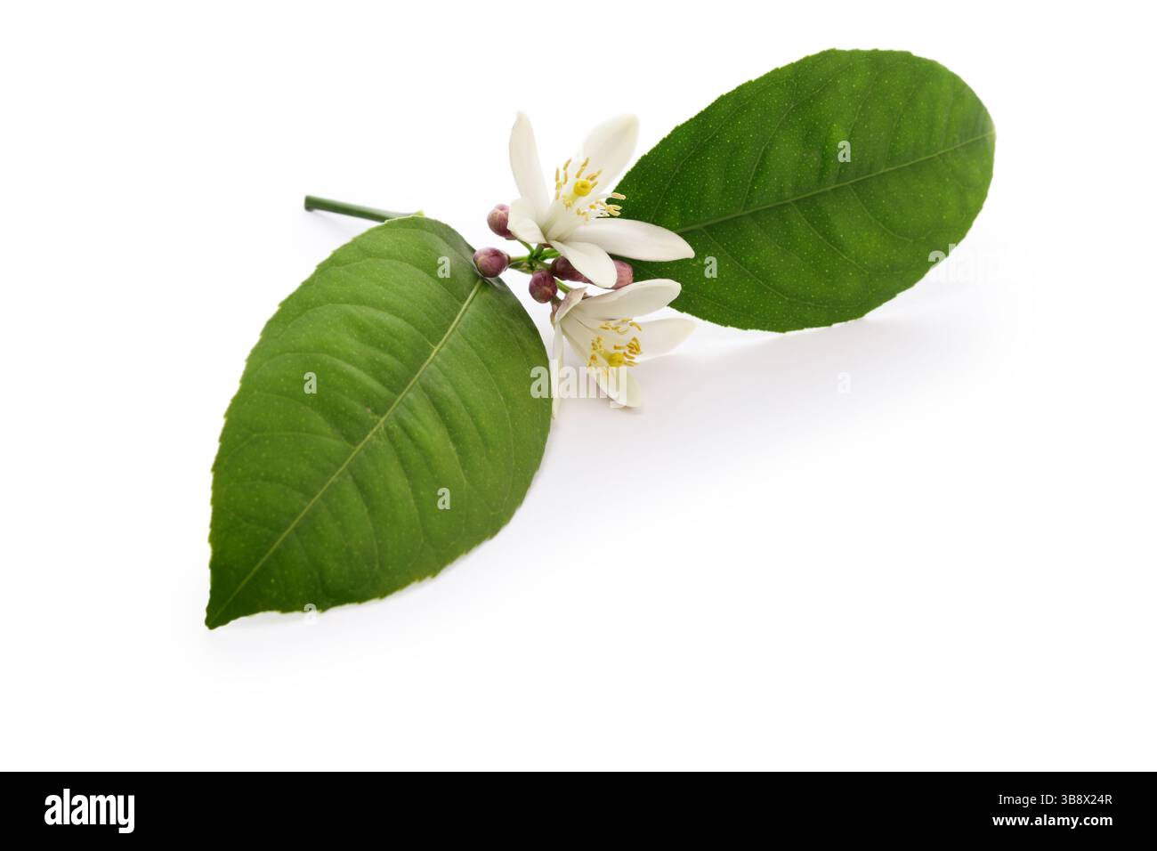 Lemon flower isolated on white background Stock Photo