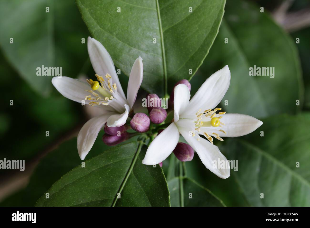 white flowers on lemon tree Stock Photo