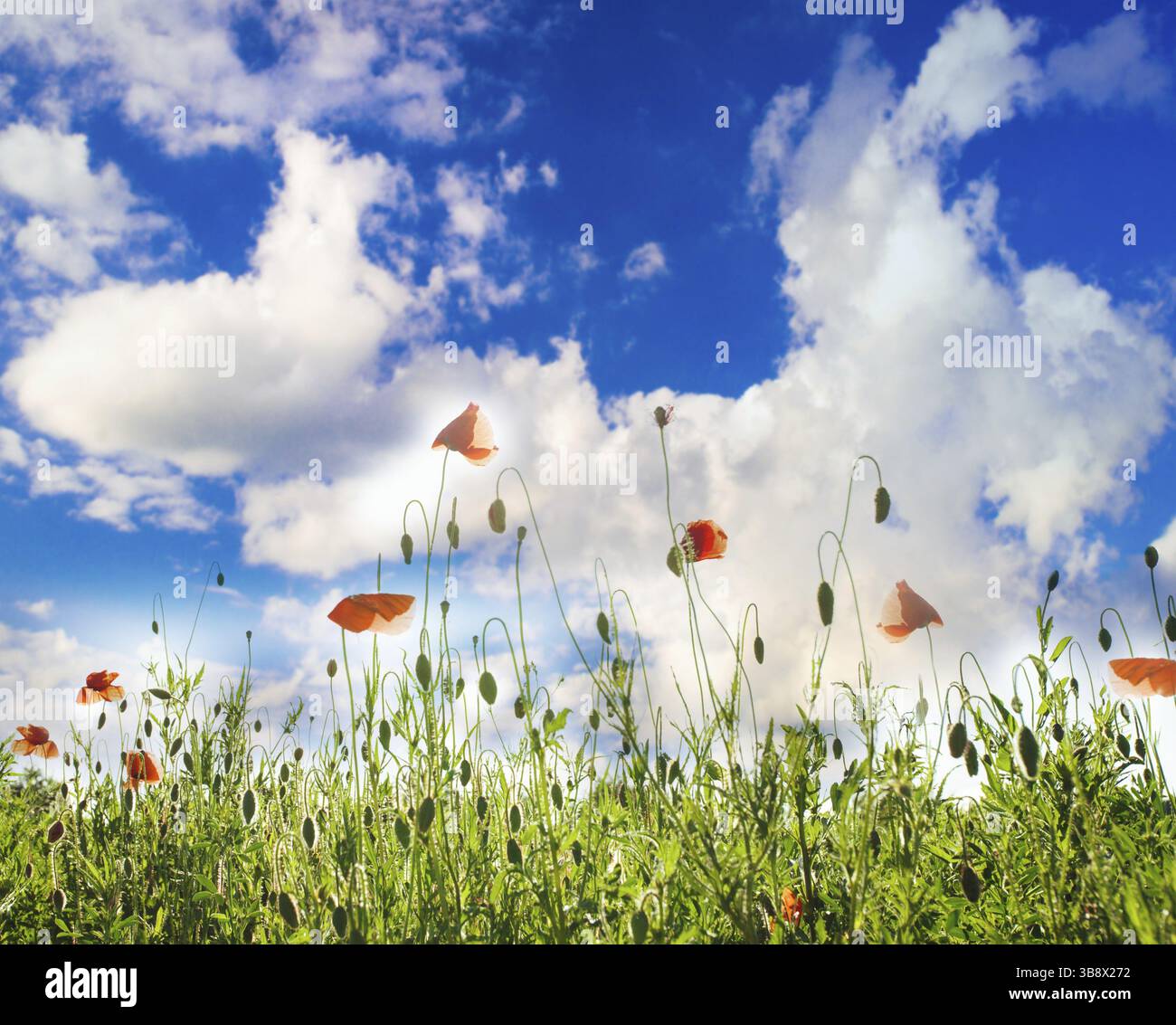 Poppies field over blue sky with sunshine Stock Photo - Alamy