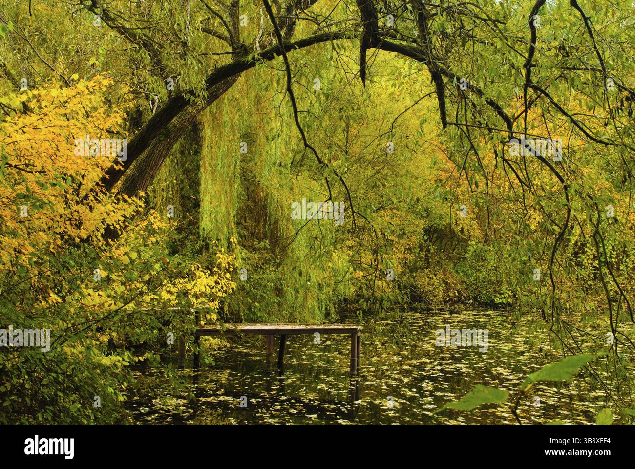Weeping willow tree and water hi-res stock photography and images - Alamy