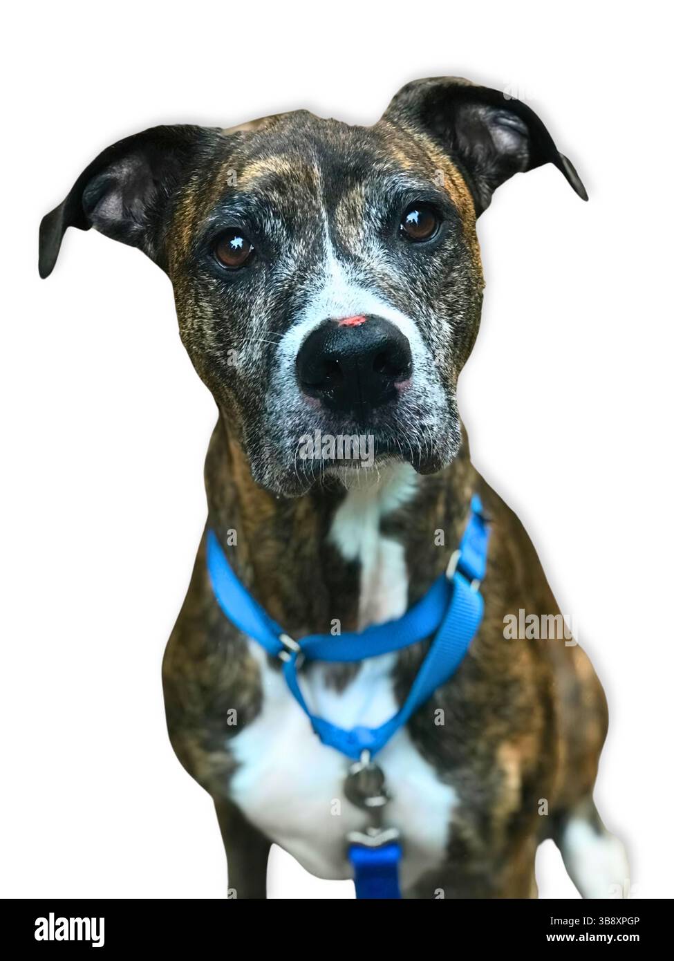 Close up red dog looking Cut Out Stock Images Pictures Alamy Close up red dog looking Cut Out Stock Images Pictures Alamy