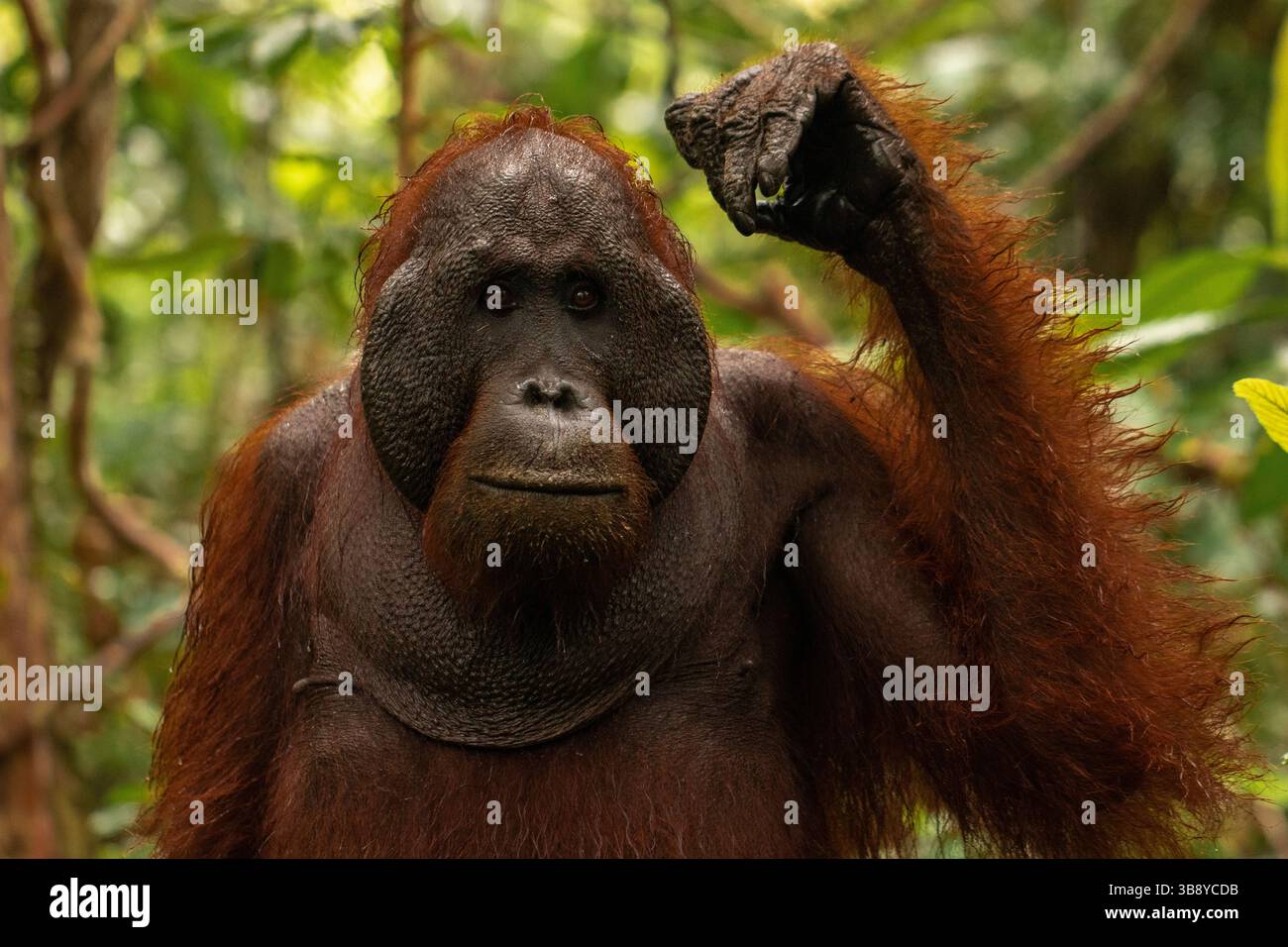 A male orangutan portrait (Pongo pygmaeus) in Tanjung Puting National Park, a rainforest sanctuary in Borneo, Indonesia. Stock Photo
