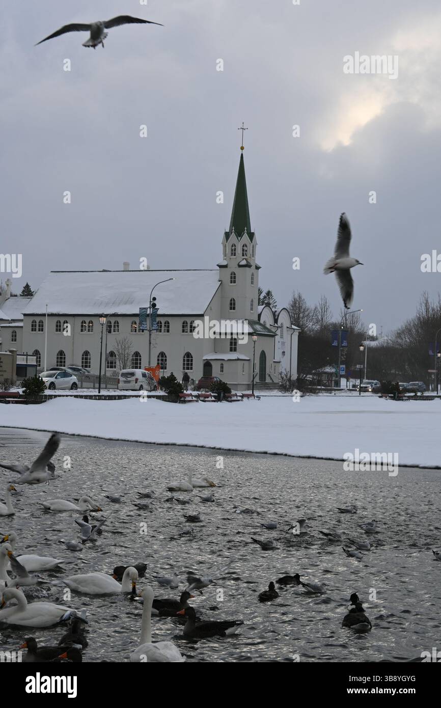 Reykjavik birds, Iceland. Stock Photo