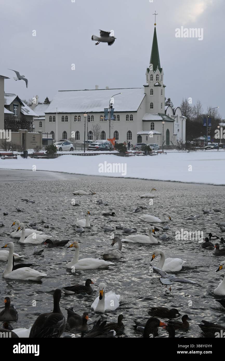 Reykjavik birds, Iceland. Stock Photo