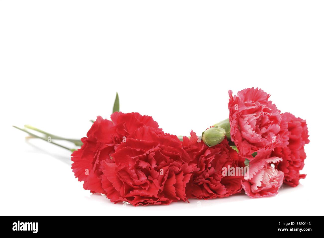 Red carnation flowers isolated on white background Stock Photo - Alamy