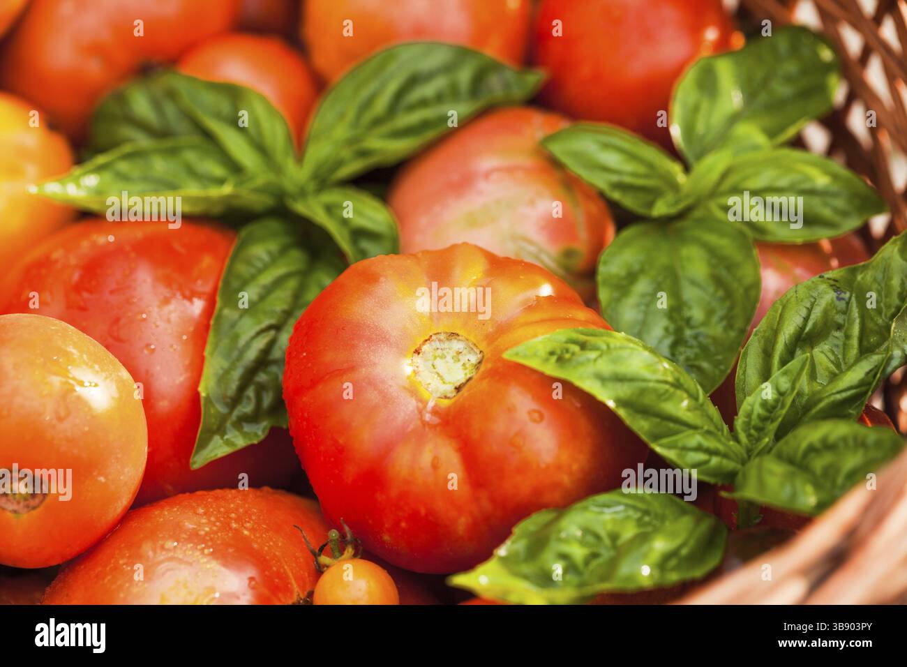 Fresh farm tomatoes and green basil leaves Stock Photo - Alamy