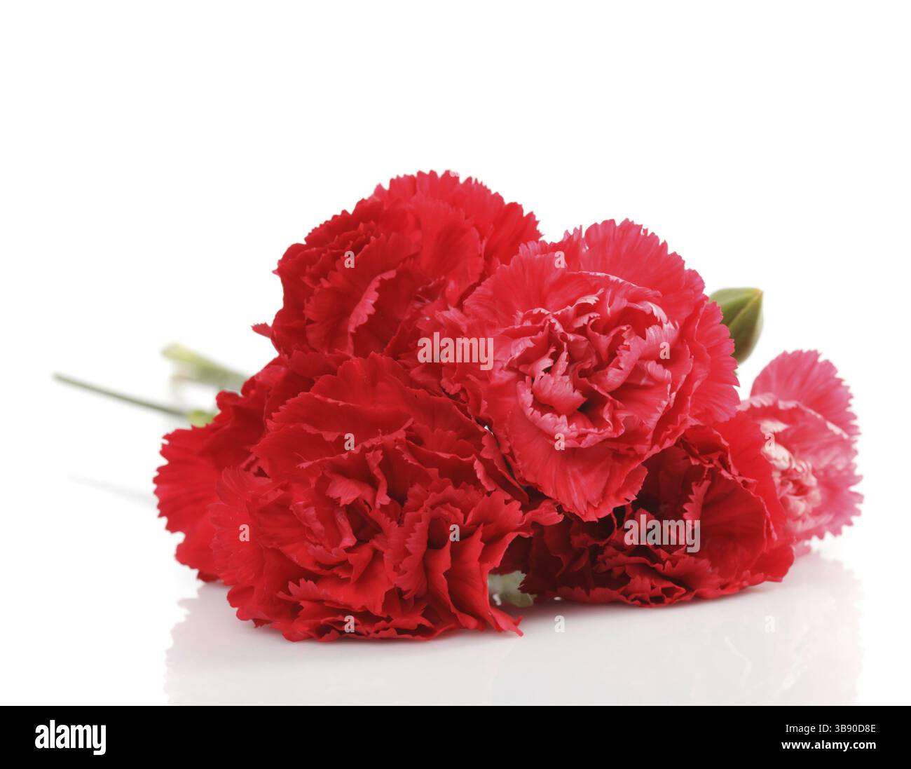 Red carnation flower isolated on white Stock Photo