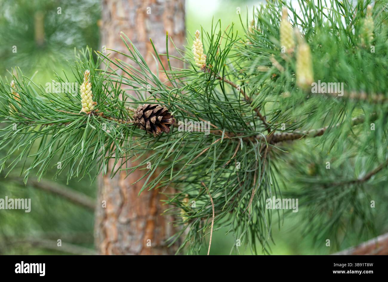 A close up shot of the branch of a pine tree with a pine cone on it. Pinus sylvestris. Stock Photo