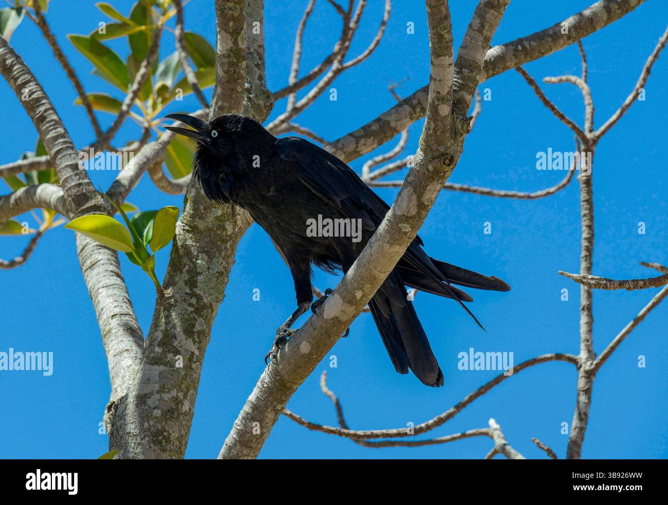 Breeding ravens hi-res stock photography and images - Alamy