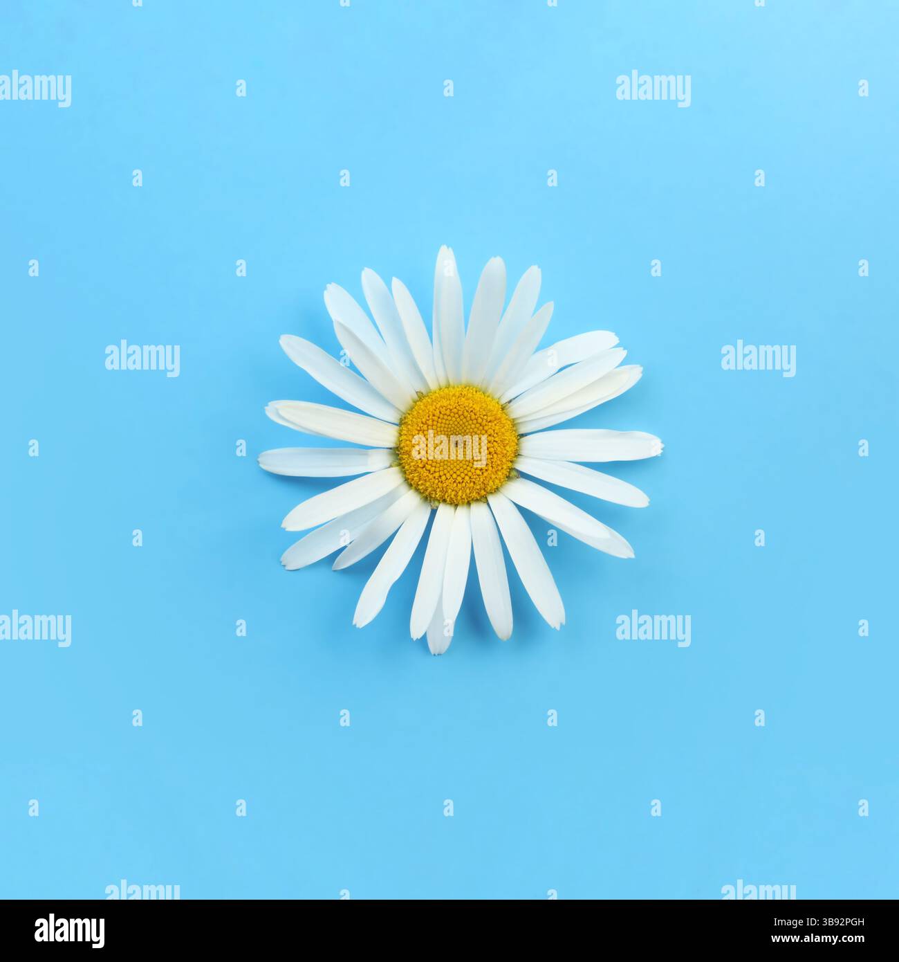 Single blooming daisy on blue background Stock Photo