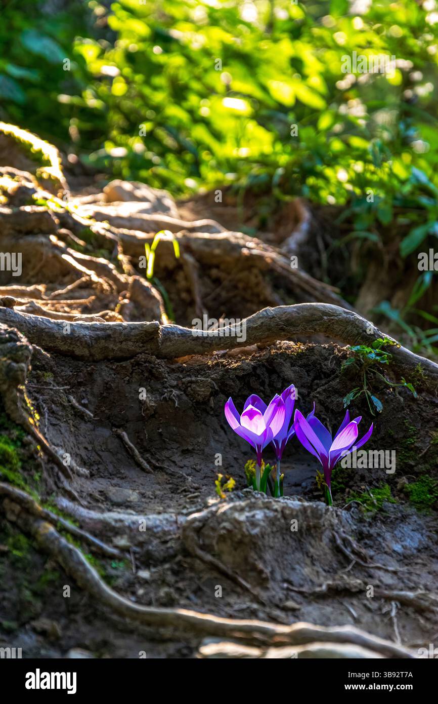 Purple crocuses blooming in the mountains Stock Photo