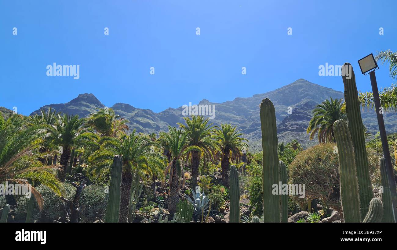 Cacti thrive in the Canary Islands’ arid volcanic landscapes under bright blue skies, perfectly adapted to the hot, dry climate Stock Photo