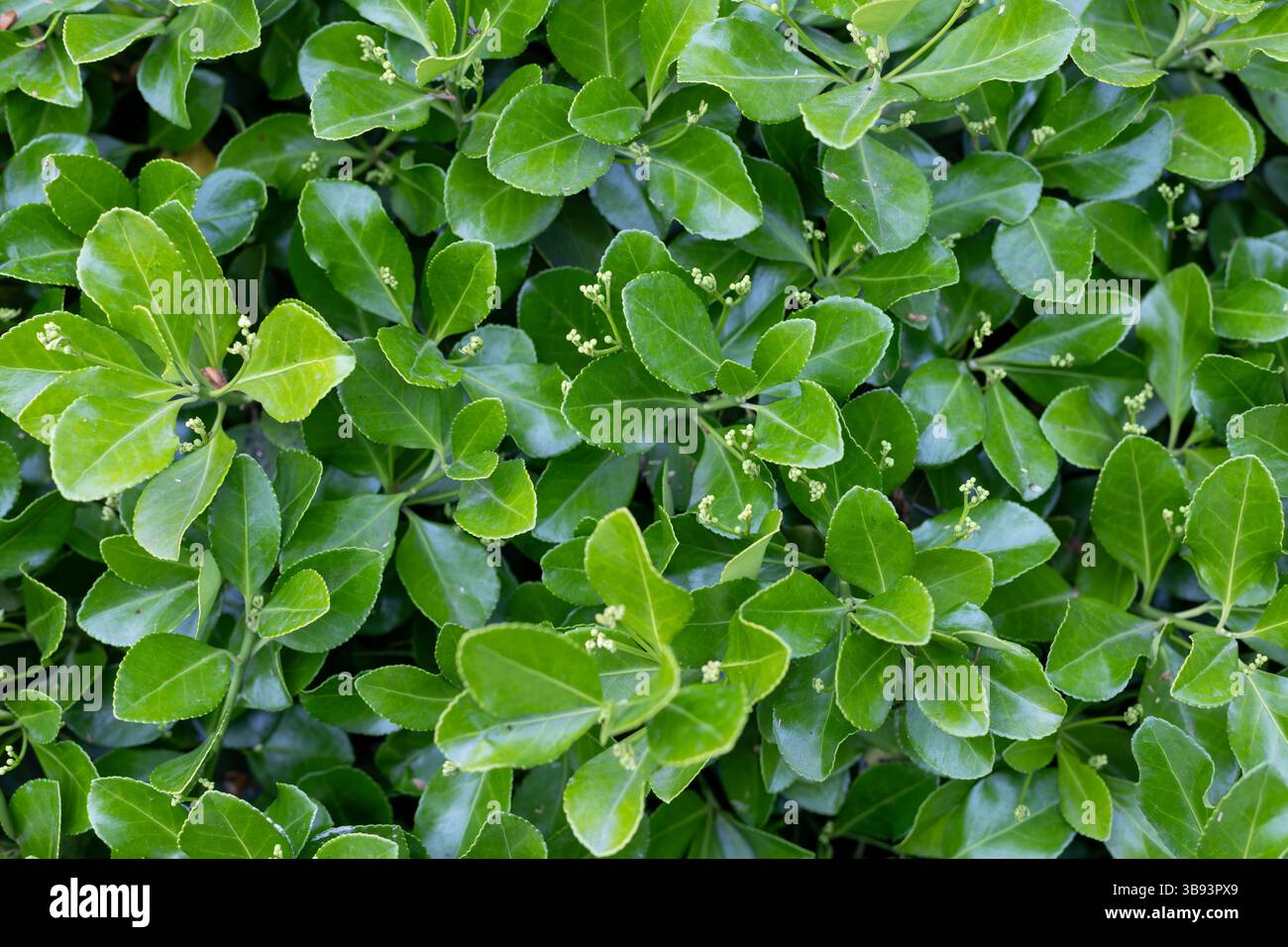 Glossy green leaves hi-res stock photography and images - Alamy