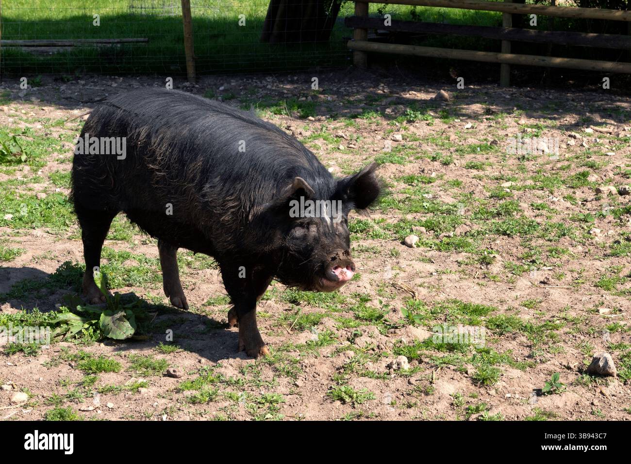 Berkshire pig Stock Photo