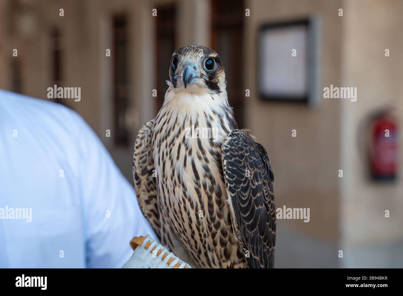 A captivating scene of falcon training at Souq Waqif in Doha, Qatar ...