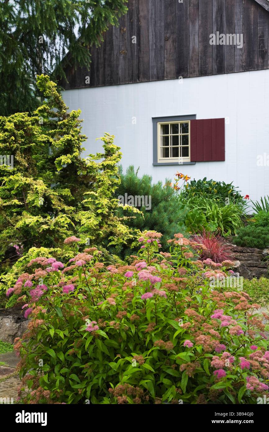 Spiraea japonica ' Gold Mound' - Spirea shrub and Chamaecyparis ...
