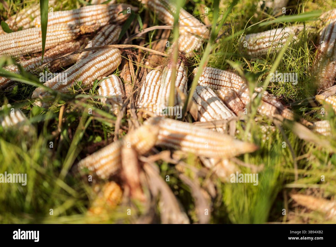 Siembra de maiz hi-res stock photography and images - Alamy