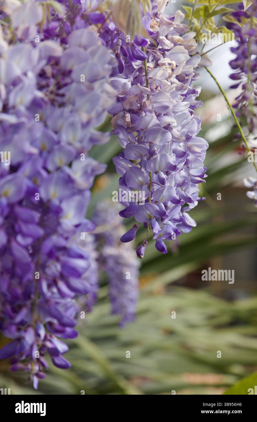 Glicynia hi-res stock photography and images - Alamy
