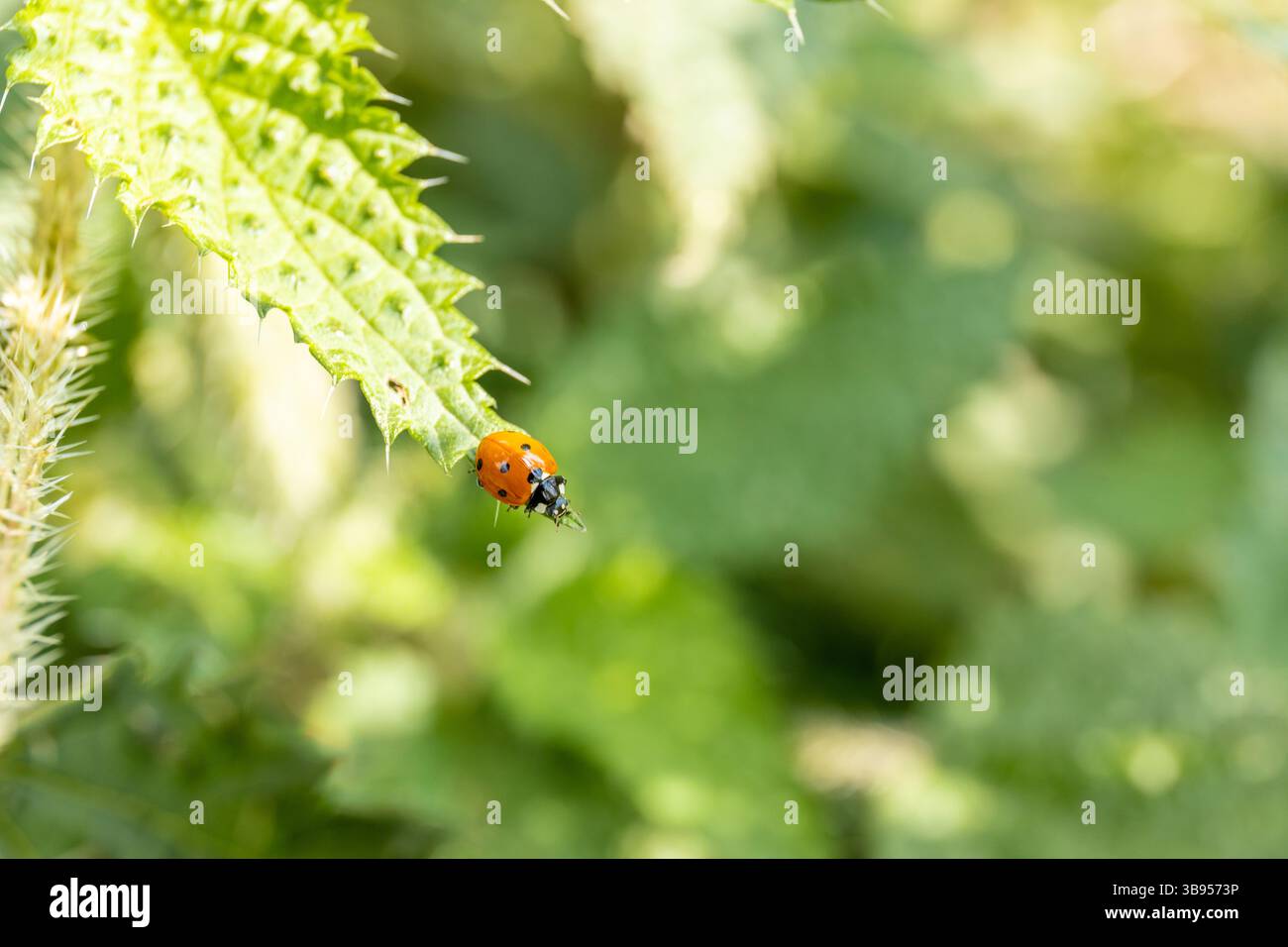 Harmonia axyridis is a large lady beetle or ladybug species that is most commonly known as the harlequin, multicolored Asian lady beetle insect Stock Photo