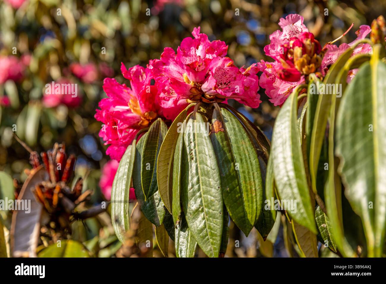 Hughe Rhododendron Rhododendron flowers on the huge tree in Himalayas. Spring red flowers ...