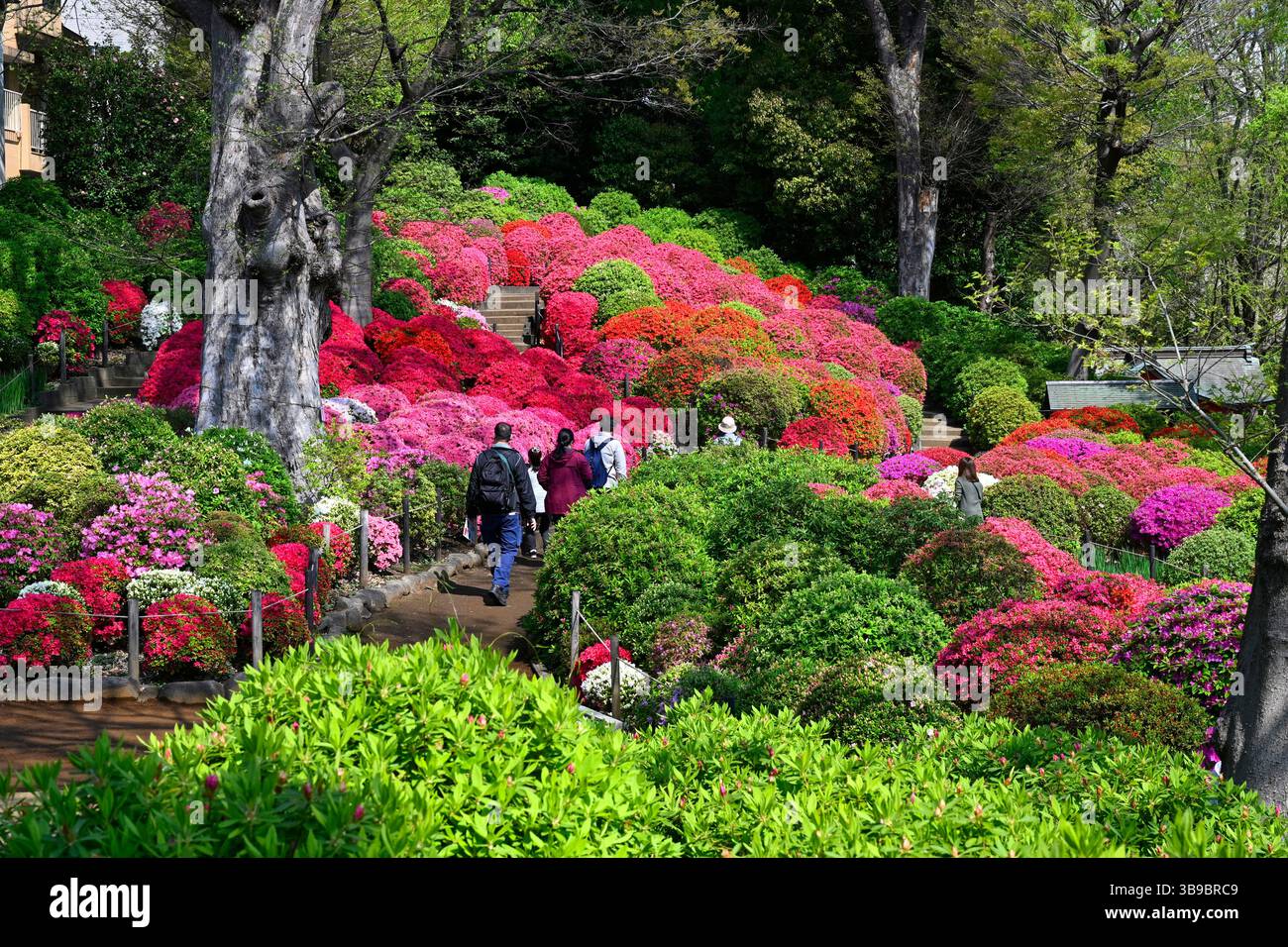 Bunkyo Azalea Festival,Tsutsuj Matsuri,Nezu-jinja shrine,Azalea,flower ...