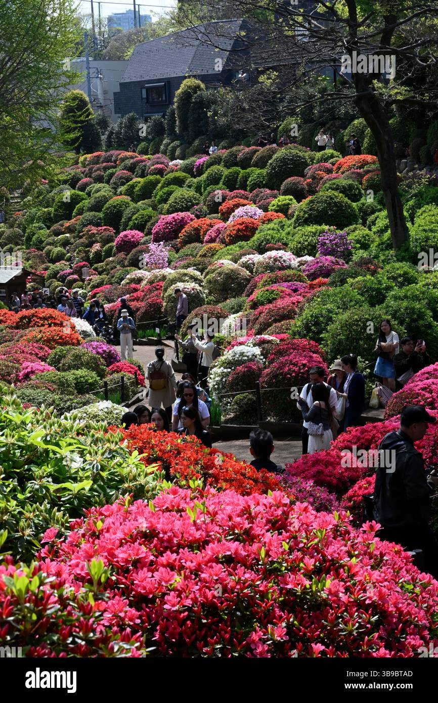 Azalea Flower Spring Bunkyo Azalea Festival,Tsutsuj Matsuri,Nezu-jinja shrine,Azalea,flower ...